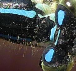Coenagrion scitulum